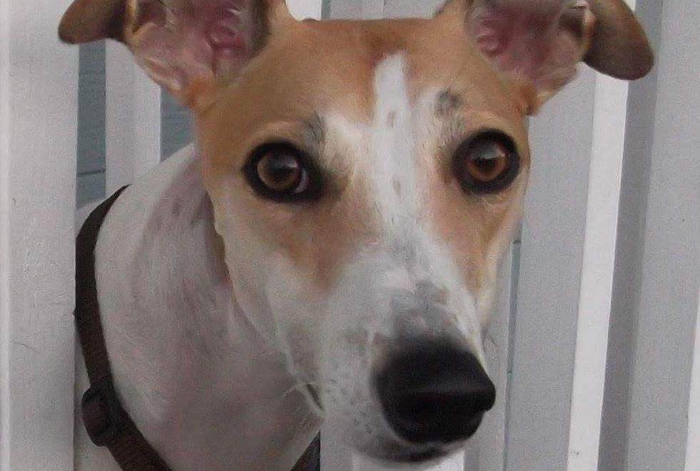 Pic of the Litter: Gia-Bella